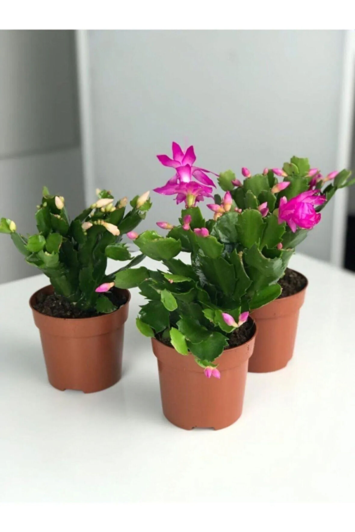 Videolu Pembe Yılbaşı Çiçeği 3 Adet Saksılı 10-15cm Iç Mekan Salon Bitkisi (RHİPSALİDOPSİS)