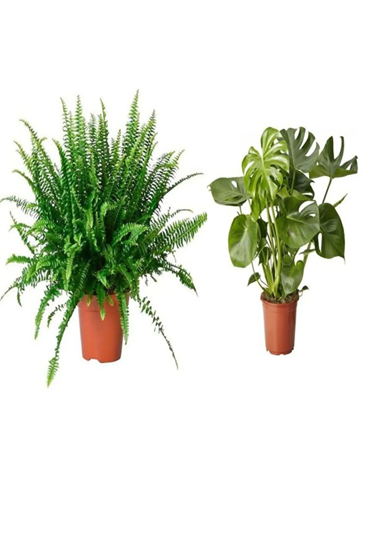 Videolu Aşk Merdiveni Fujer Ve Deve Tabanı Bitkisi 2 Adet Bitki 30-60cm Iç Mekan Salon Bitkileri