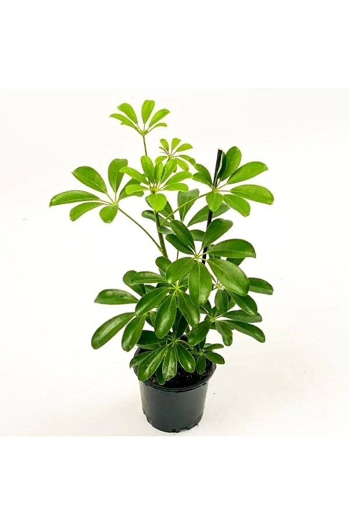 Şeflera-schefflera Bitkisi 50-70 Cm