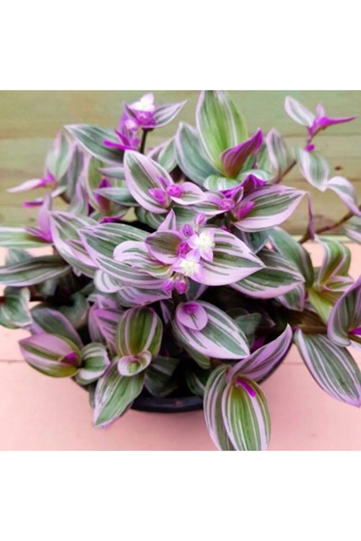 Çok Avantajlı Alacalı Telgraf Çiçeği Fidanı Askılı Saksıda