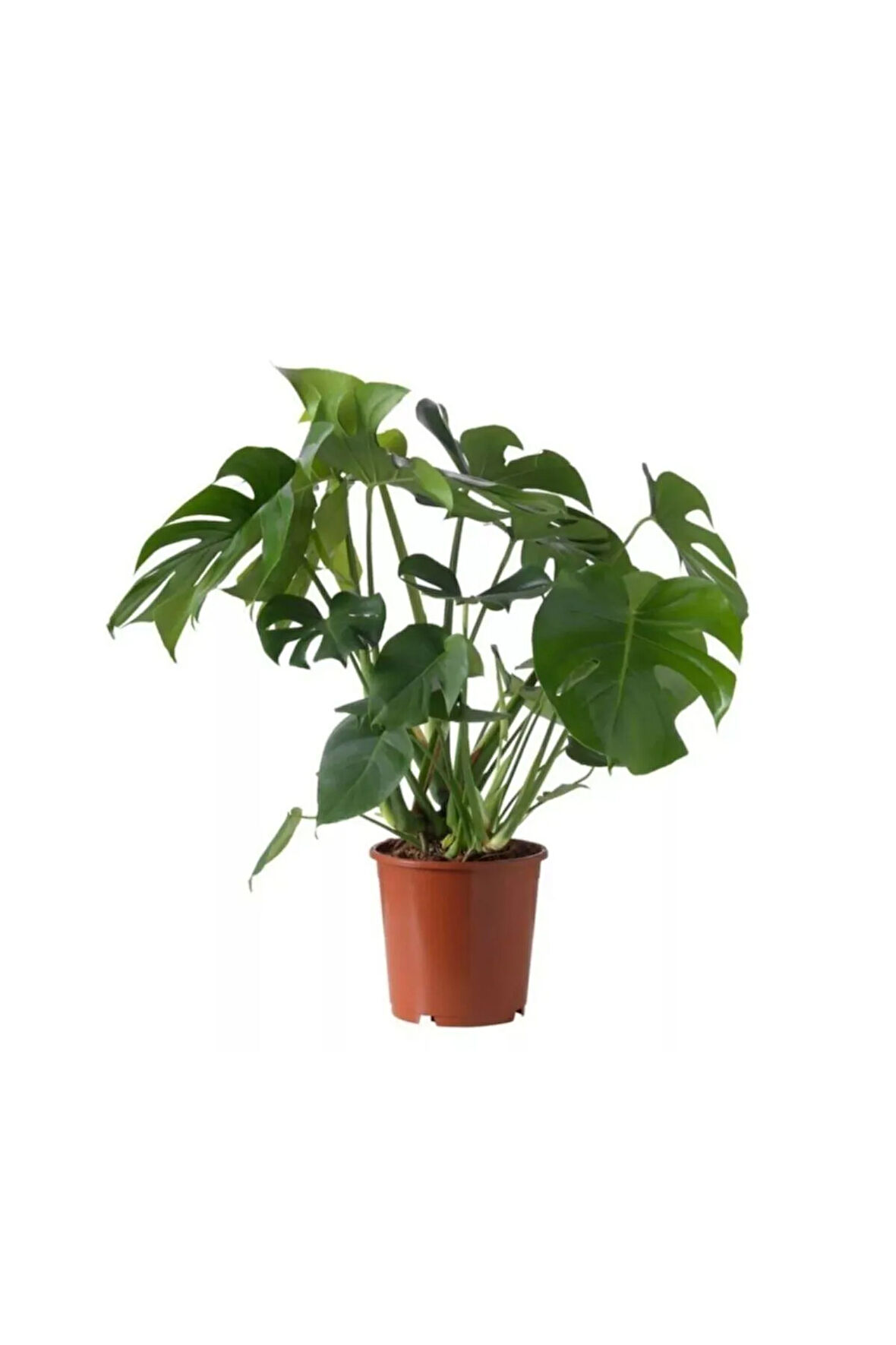 Deve Tabanı Ev Bitkisi 40-60 Cm