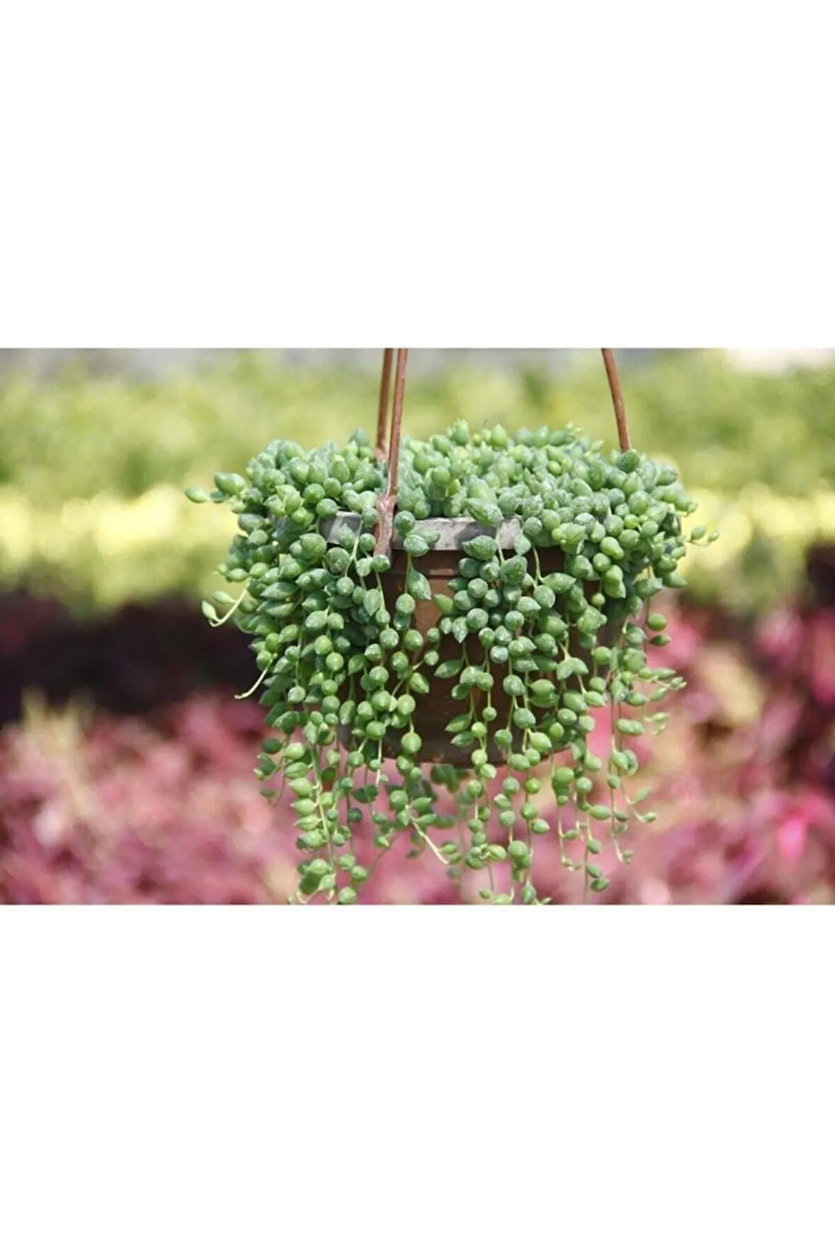 Videolu Askılı Tesbih Çiçeği Fidanı 15-25 Cm Saksılı Çiçekli Bodur Bitkiler Senecio Rowleysanus