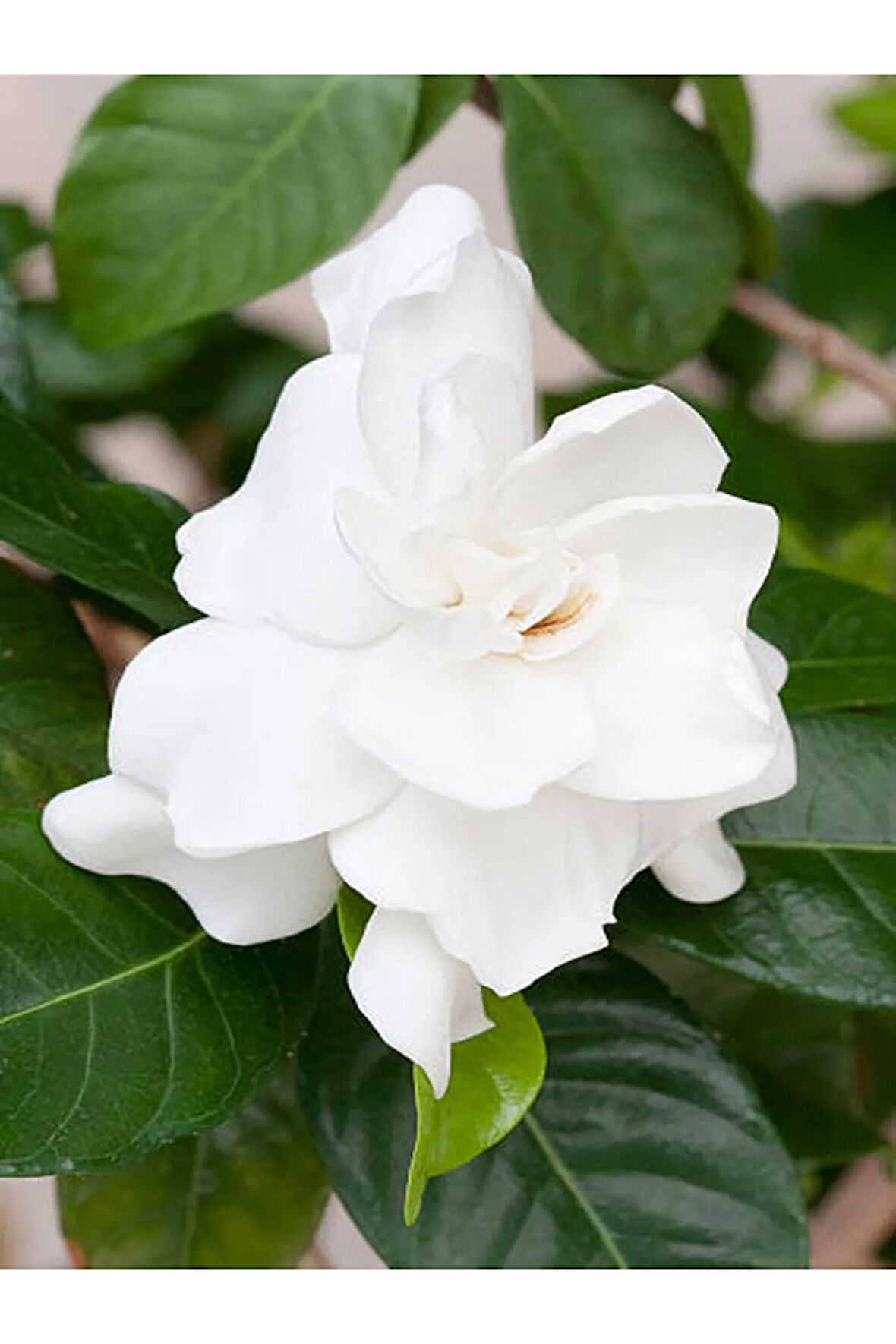 Videolu 1 Adet Yoğun Kokulu Gardenya Çiçeği 20-40 Cm Saksılı Iç Mekan Bitkileri Gardenia