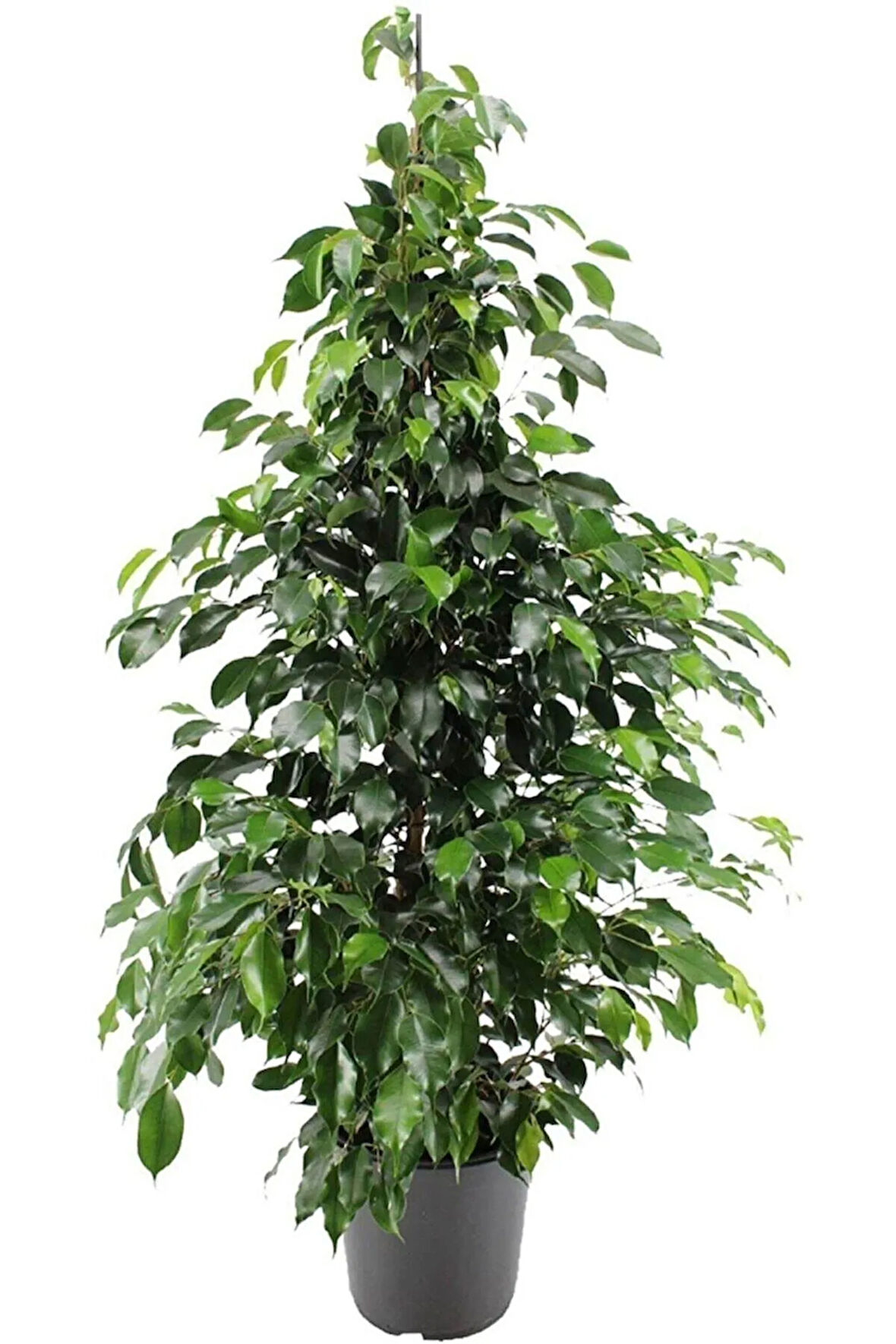 Videolu Benjamin Ficus Bitkisi 1 Adet Saksılı/ Tüplü 80-110cm Iç Mekan Salon Ofis Bitkisi