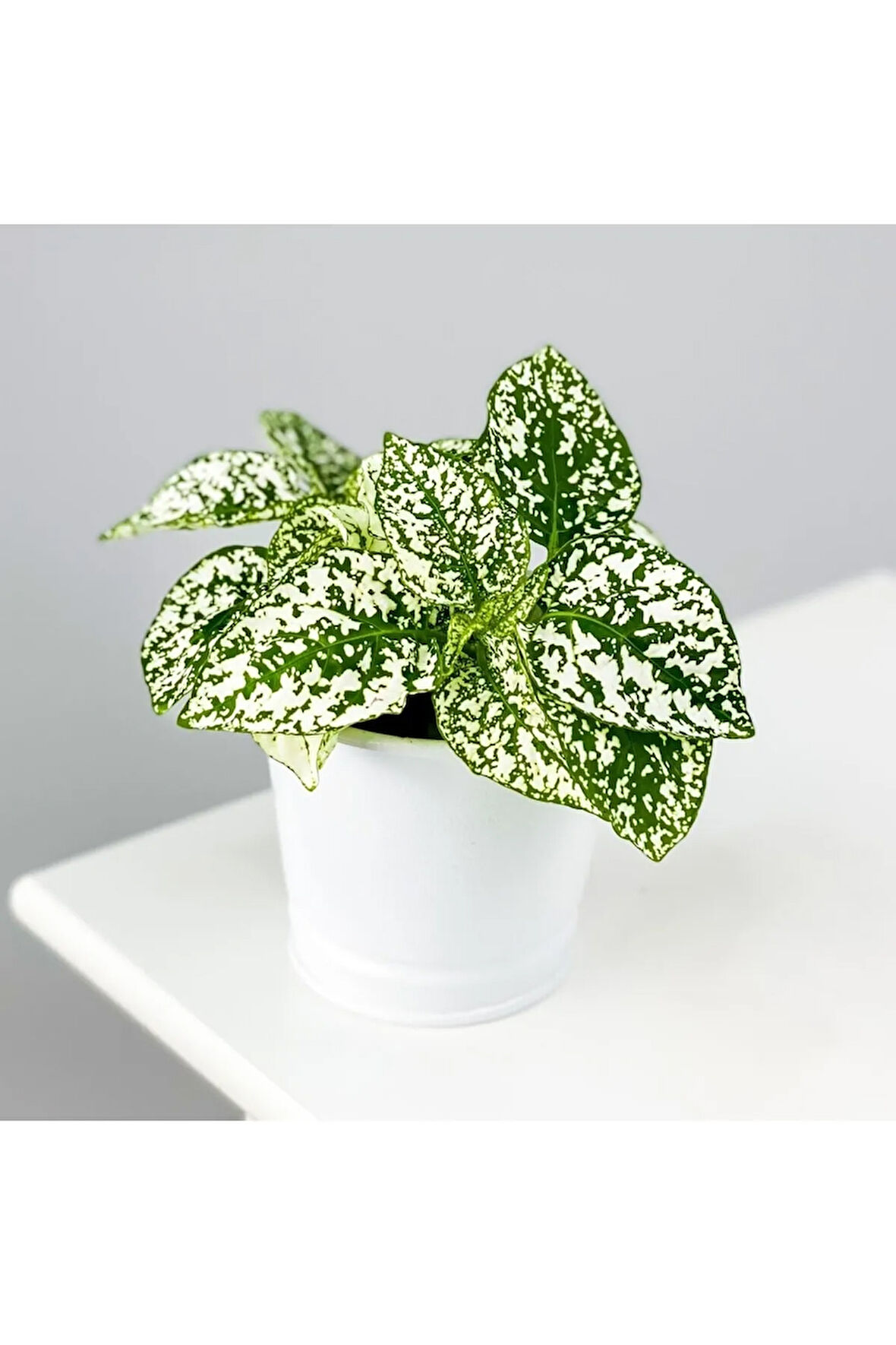 Hypoestes Phyllostachya - Hostes Çiçeği Beyaz