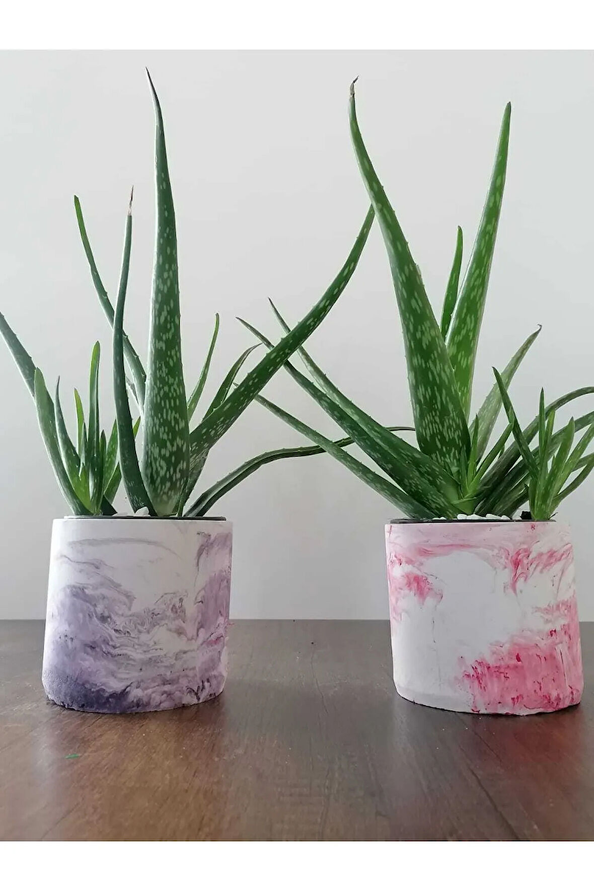 Aloe Vera Bitkisi 40-60 Cm