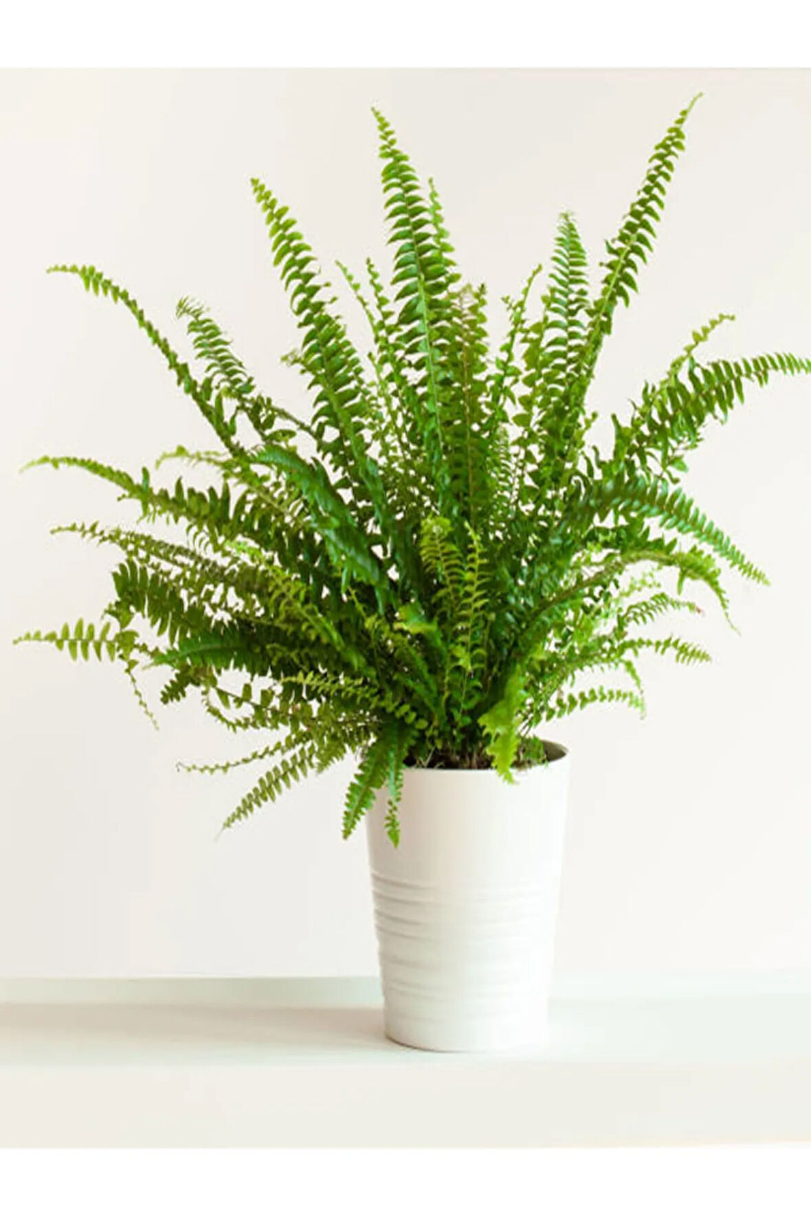 Aşk Merdiveni Fujer Dolgun Formlu 14.5 Saksıda Iç Mekan Bitkisi Salon Bitkisi