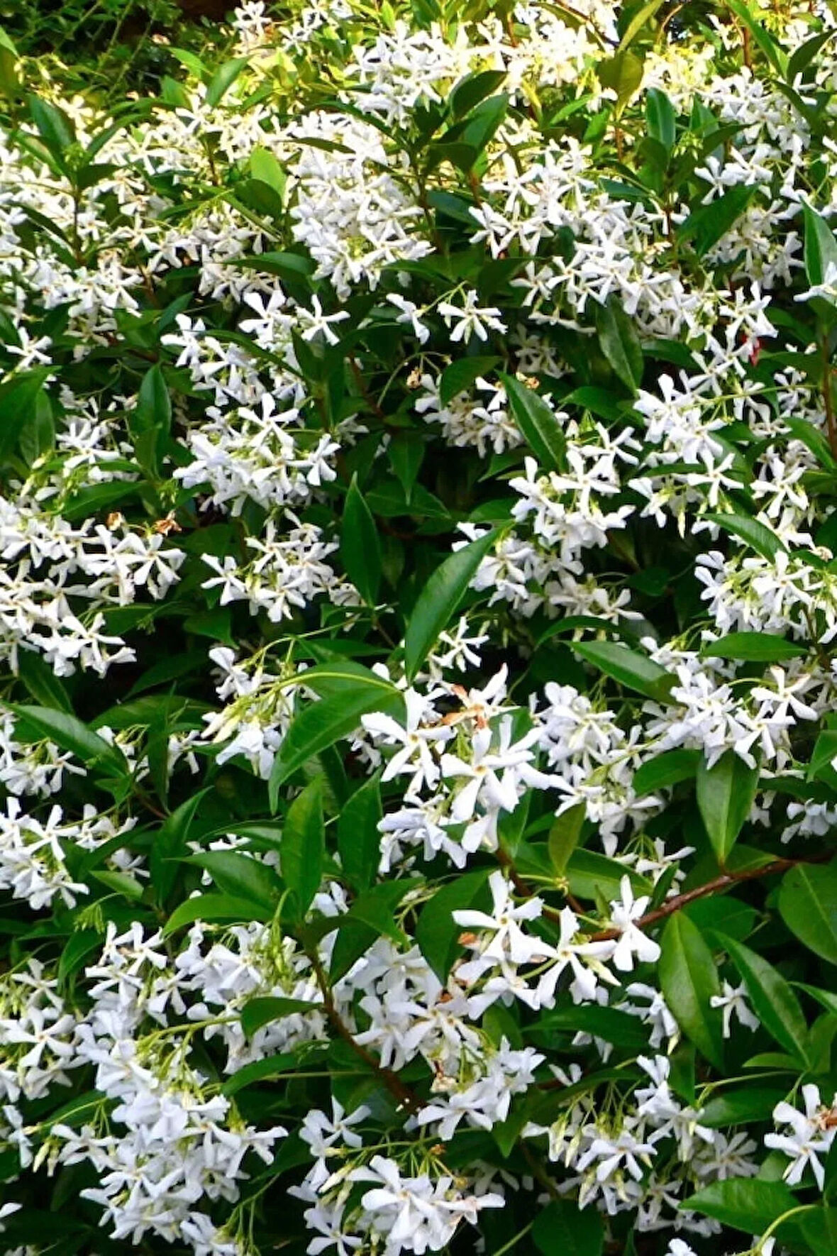 Arap Yasemini, Ful Yasemin , Kokulu Sarmaşık Yasemin Üretim Saksısında