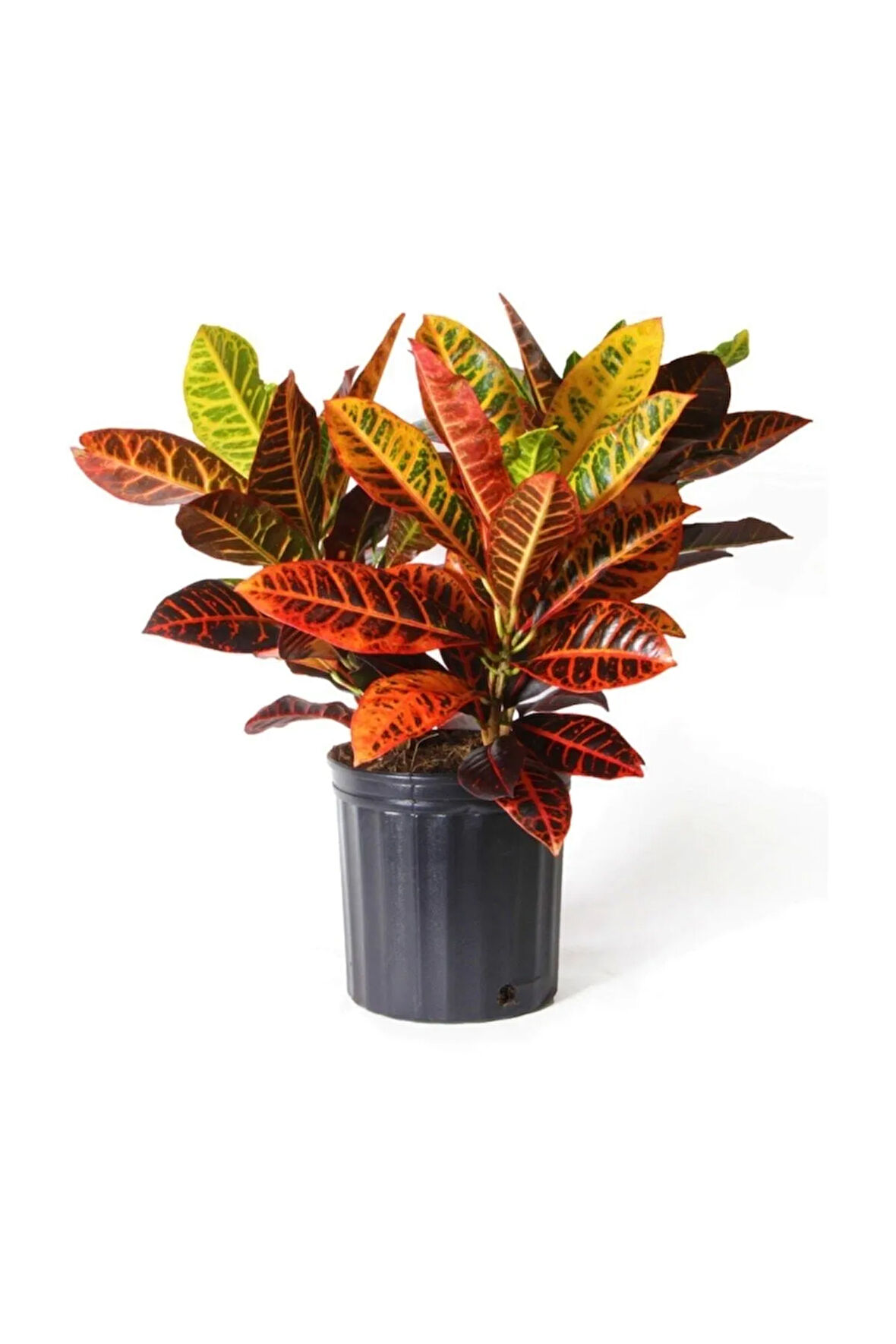 Kraton Bitkisi 60 Cm Boy Croton Kroton Ev Bitkisi Ofis Bitkisi Salon Bitkisi