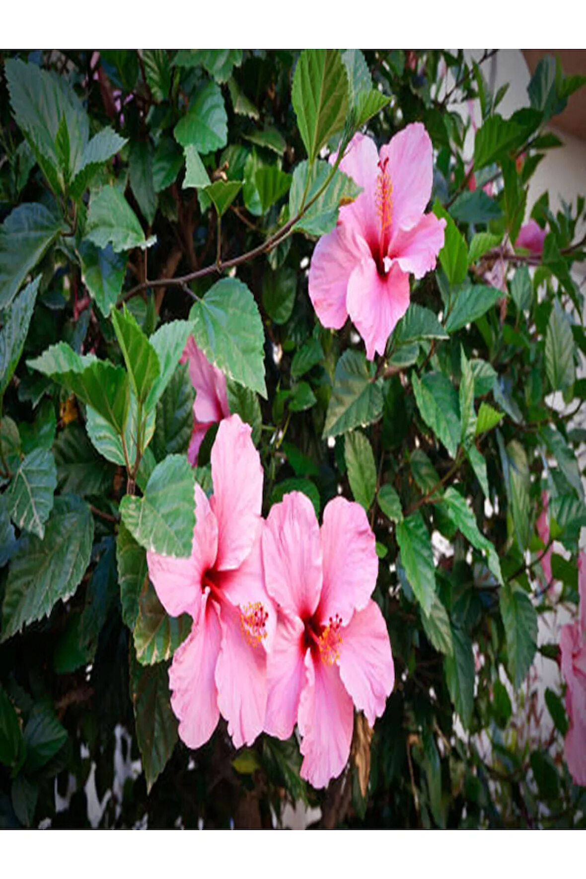 Japon Gülü Hibiscus Pembe Renk Çiçekli Kalın Yapraklı Ithal Iç Mekan Bitkisi