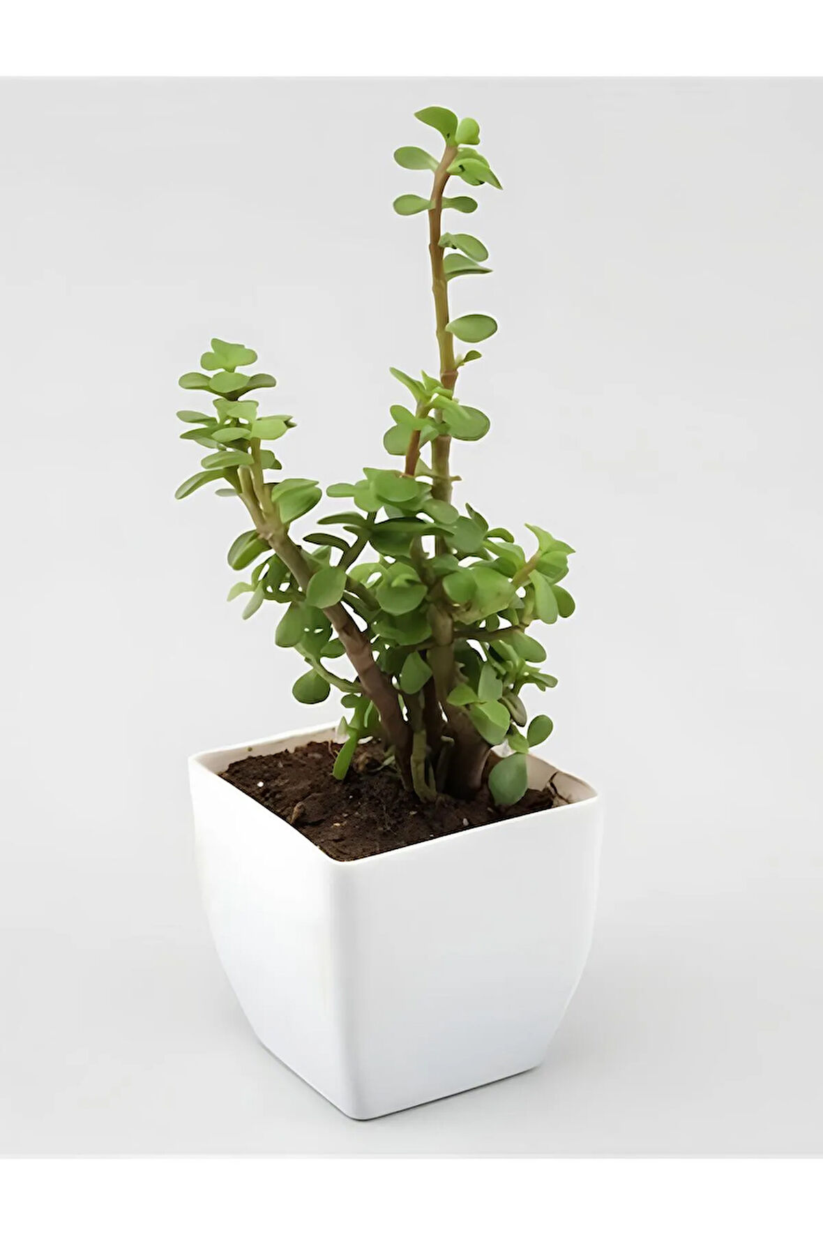 Yeşim (para) Çiçeği (20-40 Cm)