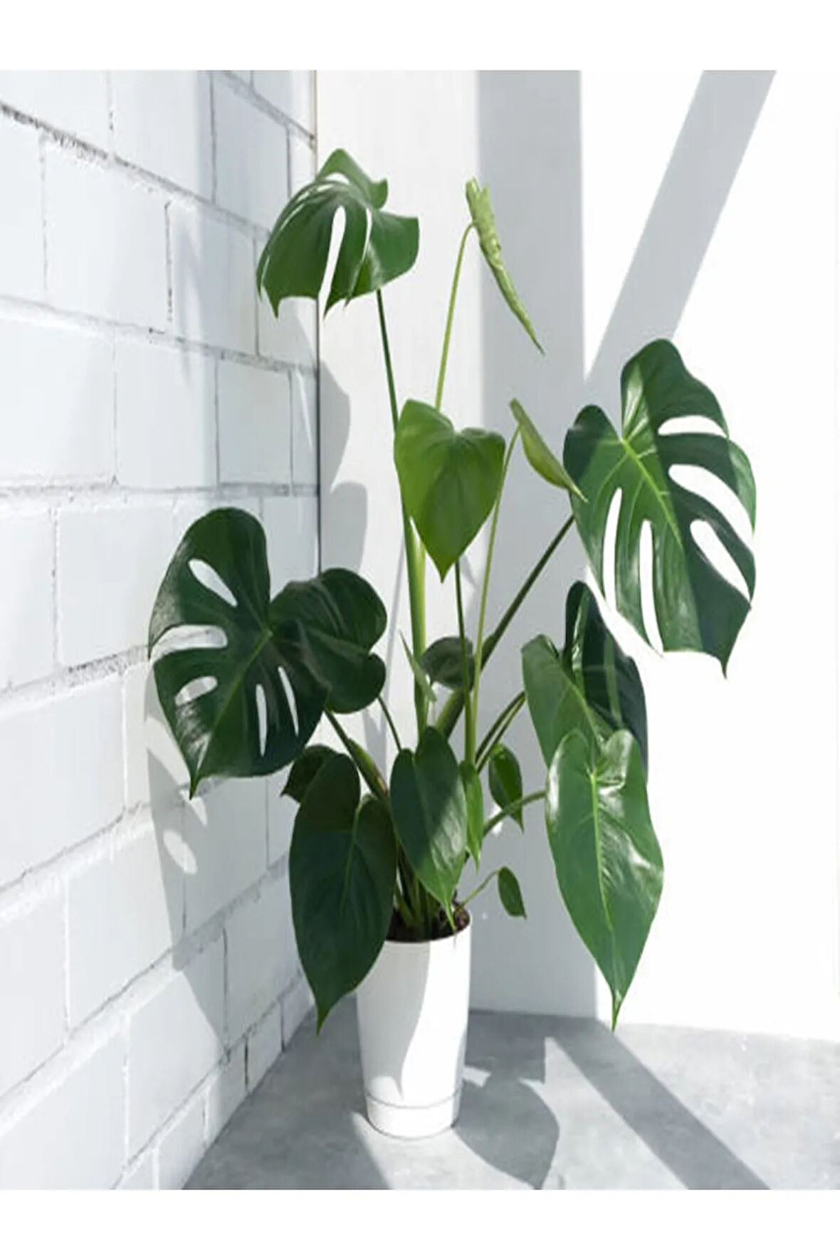 Deve Tabanı Bitkisi - Monstera Deliciosa-ithal 35-50 Cm Dolgun Formlu Iç Mekan