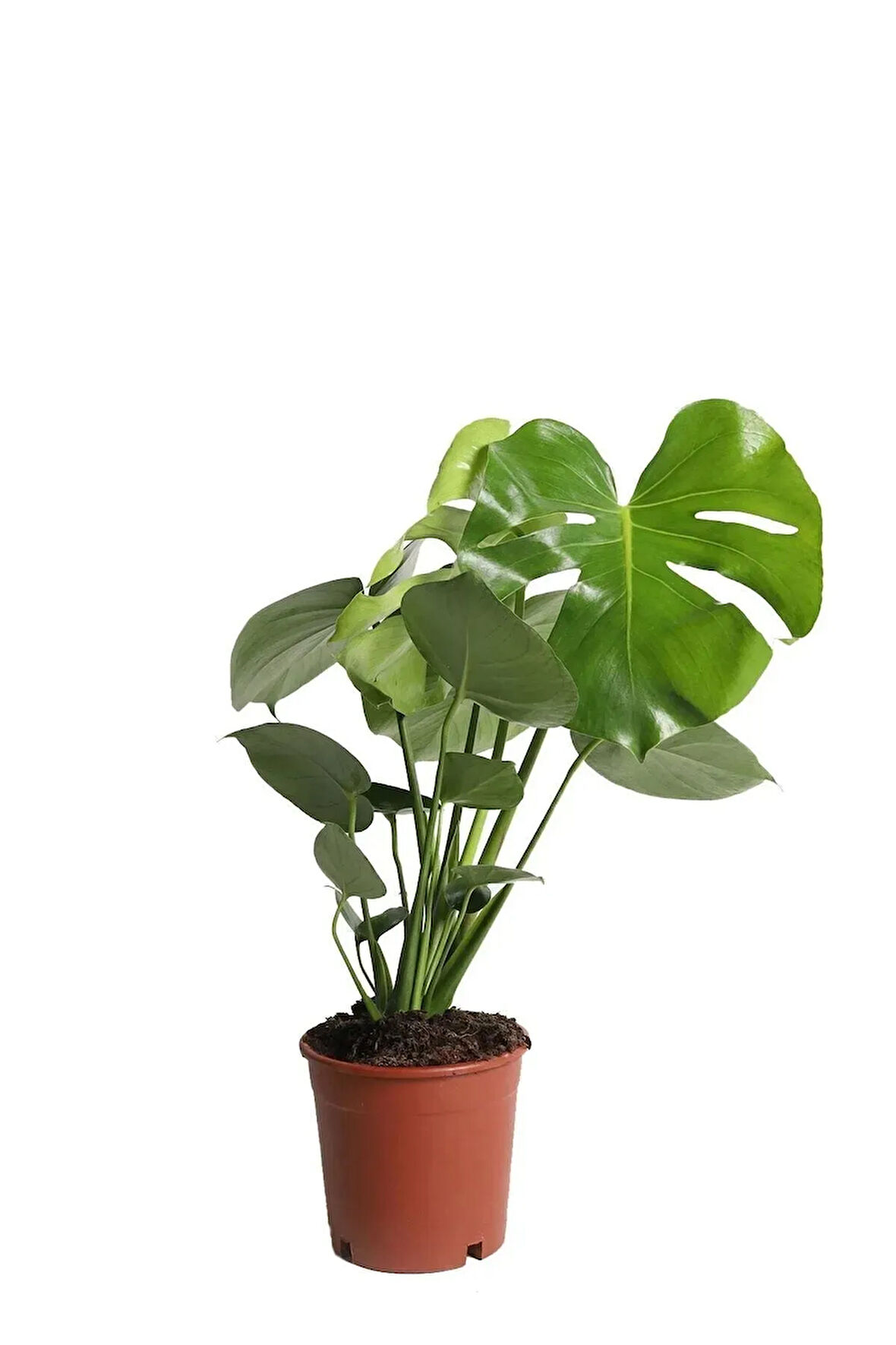 Monstera Deliciosa Deve Tabanı 40-50 cm