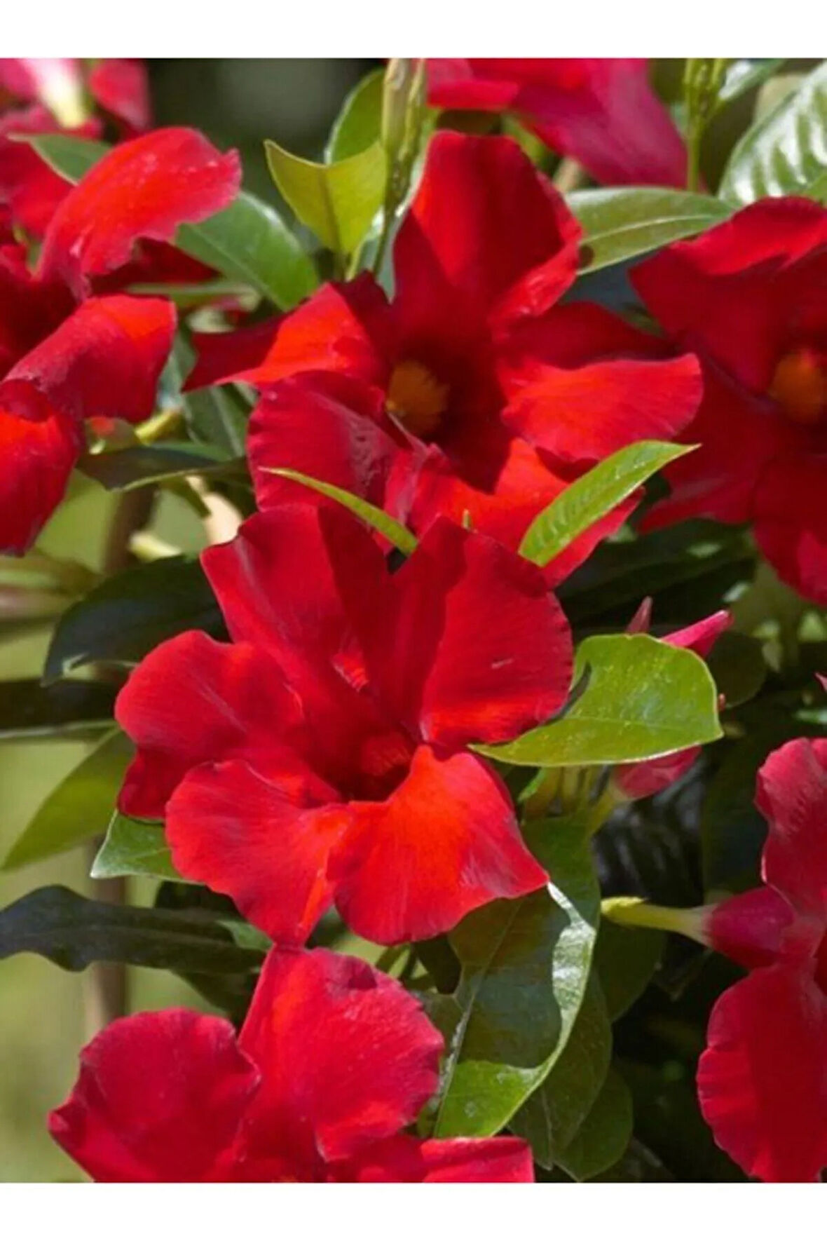 Videolu 1 Adet Kırmızı Mandavilla Sarmaşığı Çiçeği 40-60 Cm Tüplü Iç Mekan Bitkileri