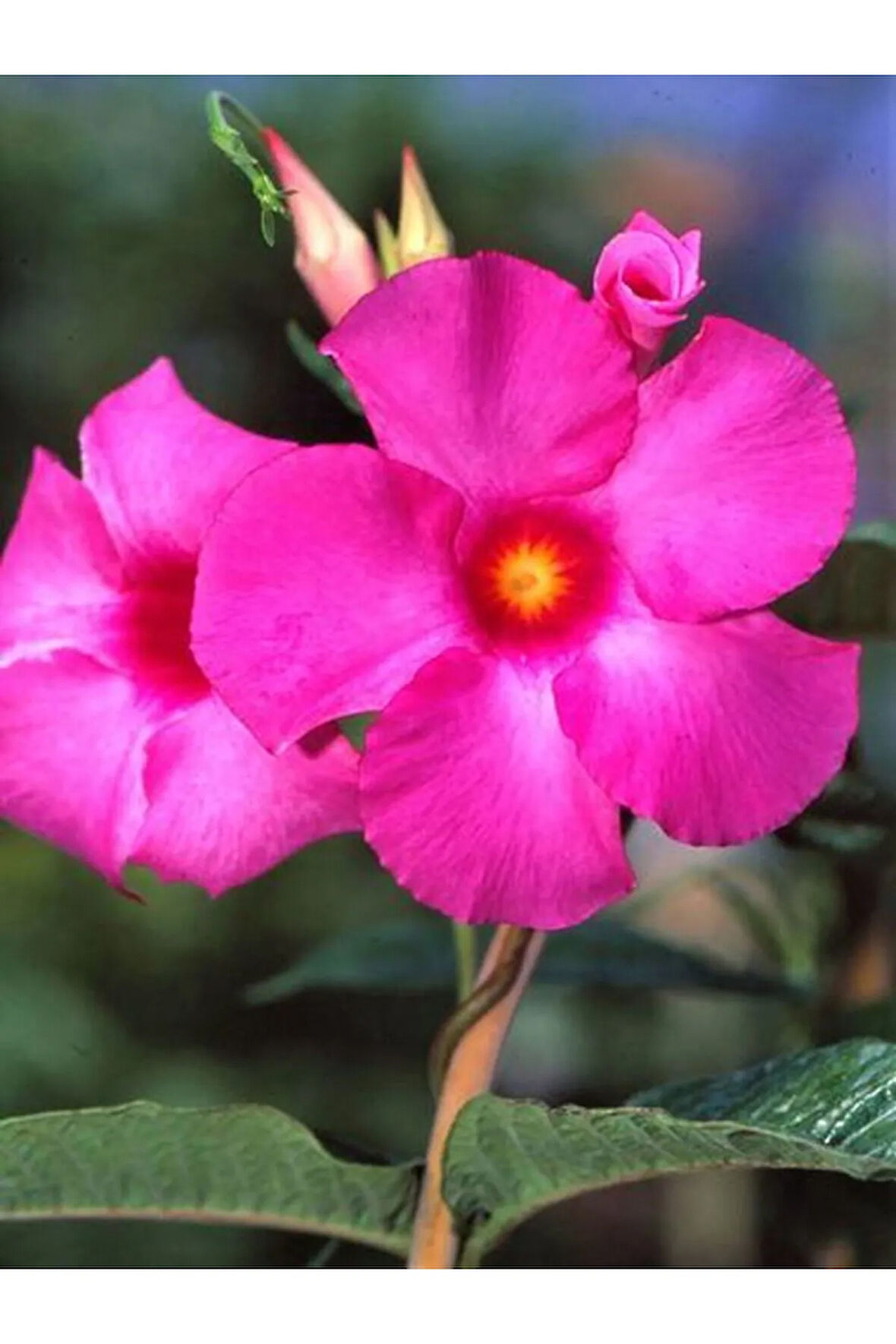 Videolu 1 Adet Pembe Mandavilla Sarmaşığı Çiçeği 40-60 Cm Tüplü Iç Mekan Bitkileri