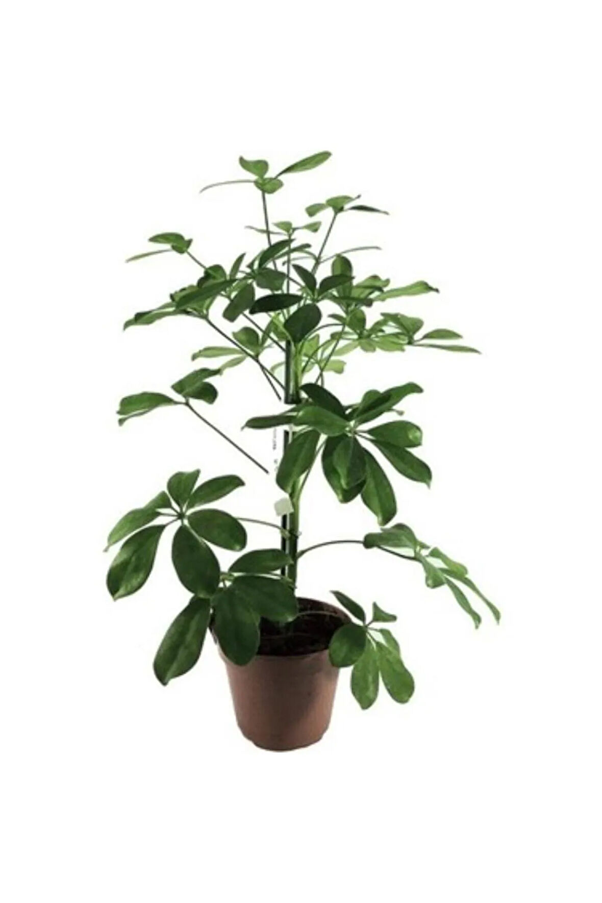 Videolu 1 Adet Hediyelik Tek Dal Yeşil Şeflera Çiçeği 50-80 Cm Saksılı Iç Mekan Bitkileri Schefflera