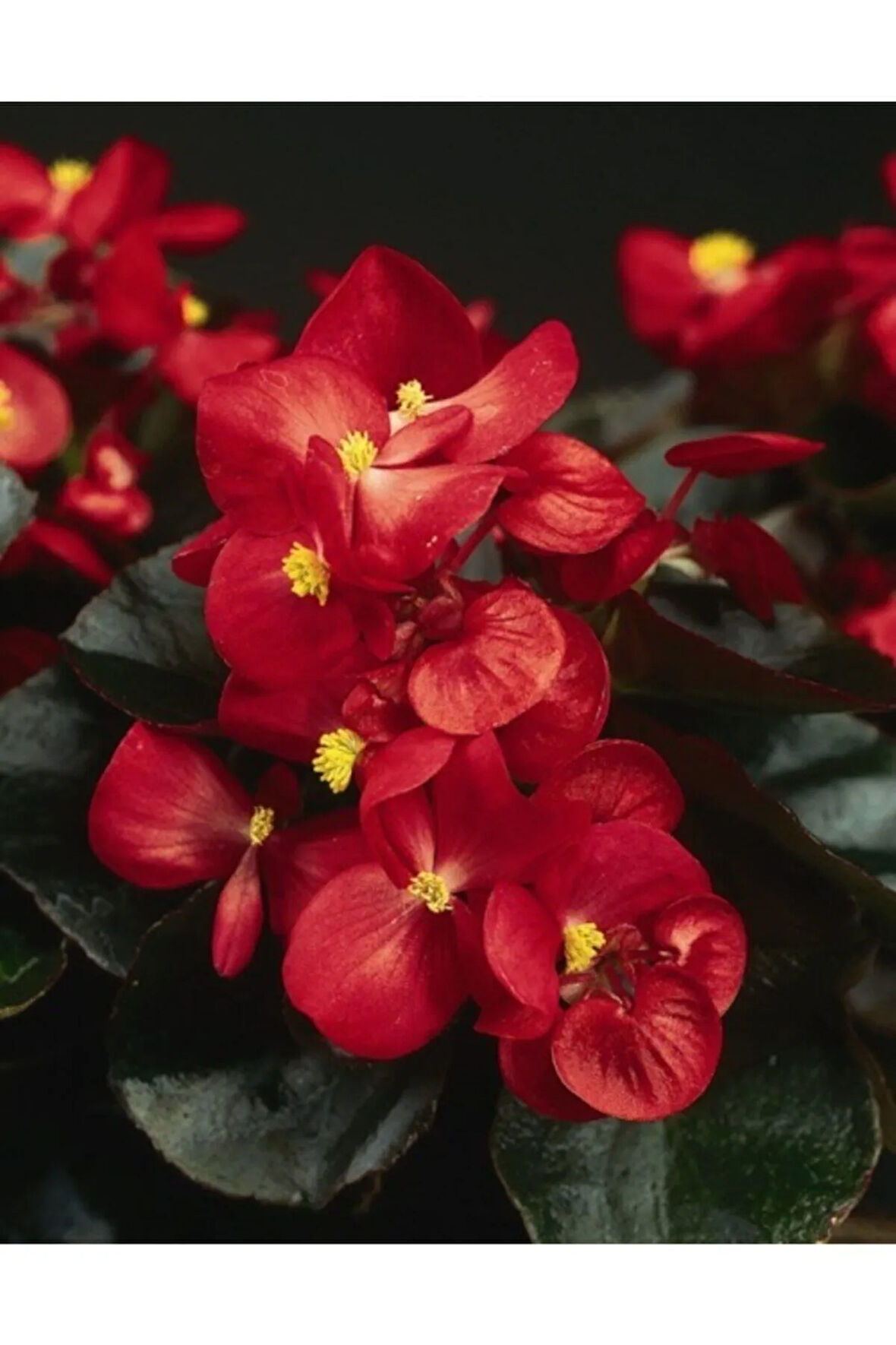 Videolu 1 Adet Kırmızı Begonya Çiçeği 25-35 Cm Saksılı Iç Mekan Bitkileri Begonia