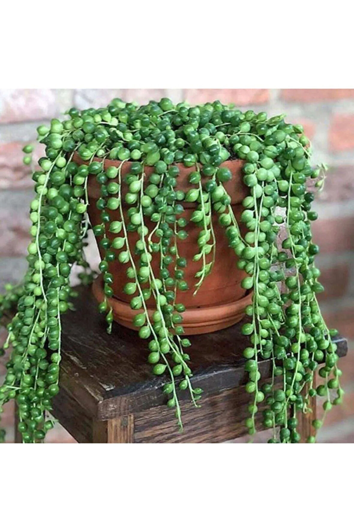 Askılı Tesbih Çiçeği