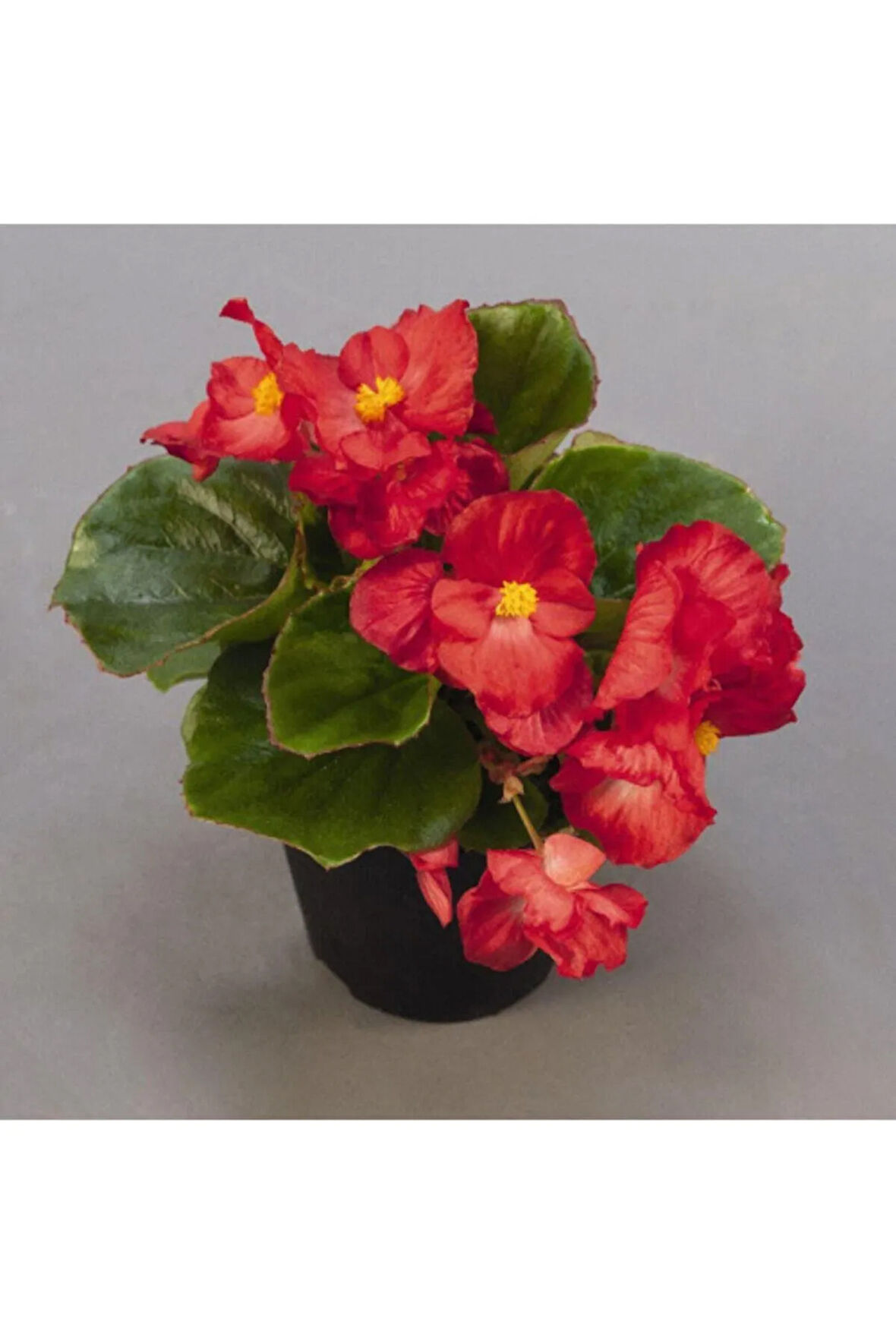 Kırmızı Begonya Çiçeği 30 Cm Saksılı