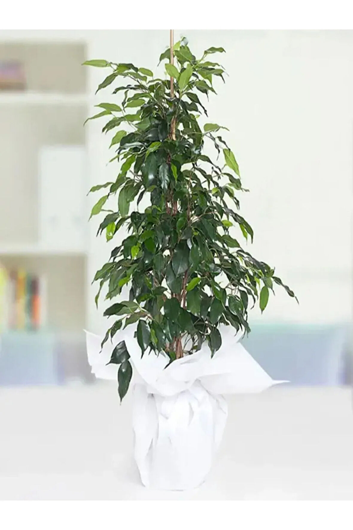 Benjamin Bitkisi 100 120 Cm Ficus Benjamina Danielle Salon Ev Ofis Bitkisi