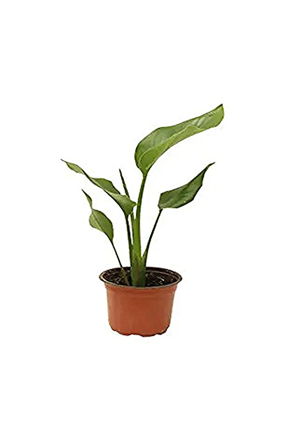 Mini Saksıda Starliçe Cennet Kuşu Çiçeği 15-25 Cm