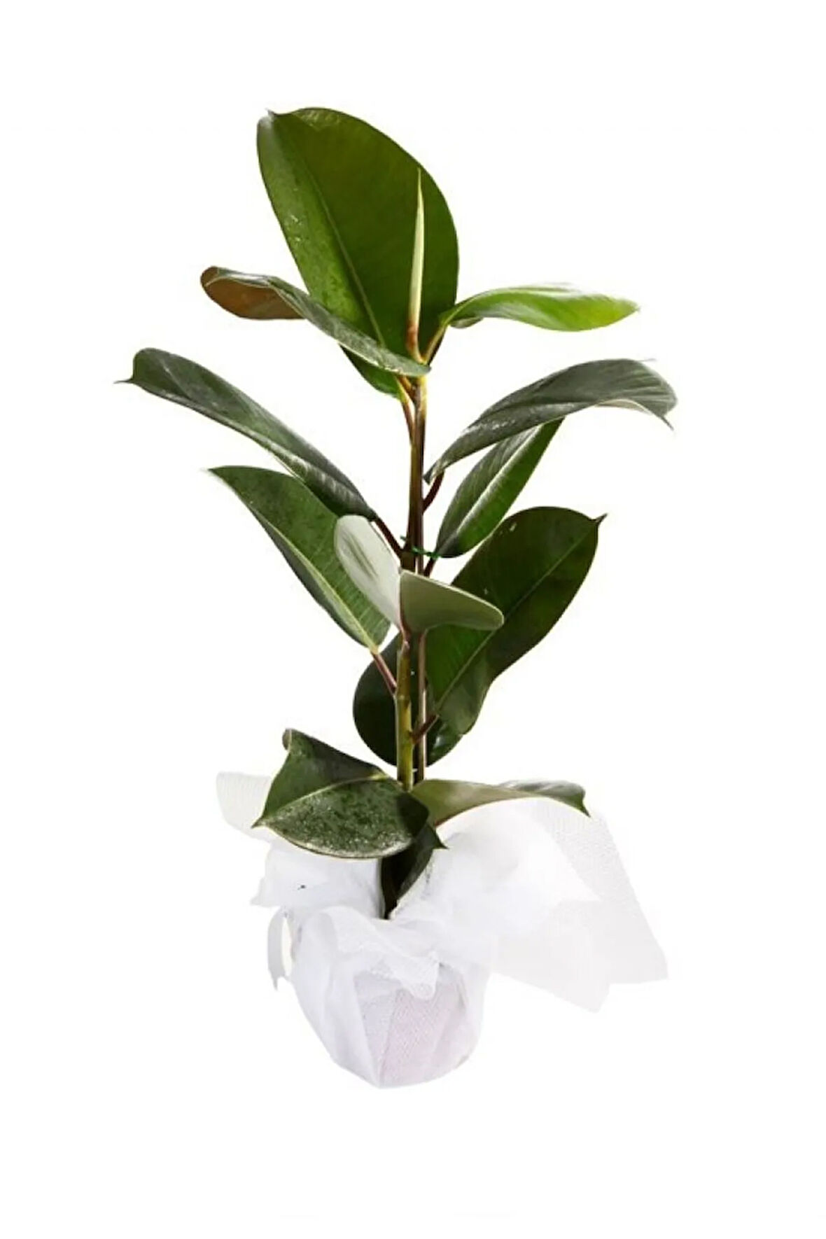 Kauçuk Bitkisi 55-65 Cm (beyaz Hediye Paketi Ile Beraber) + Mini Çiçek Hediyeli