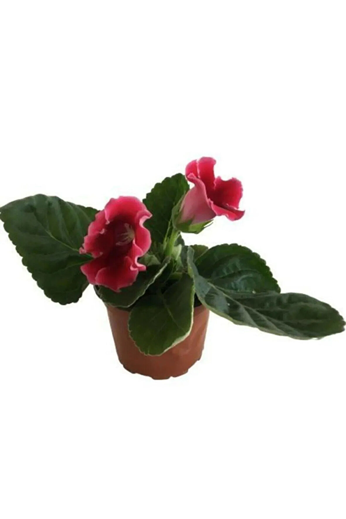 Gloxinia - Bardak Menekşe (kırmızı Çiçekli)