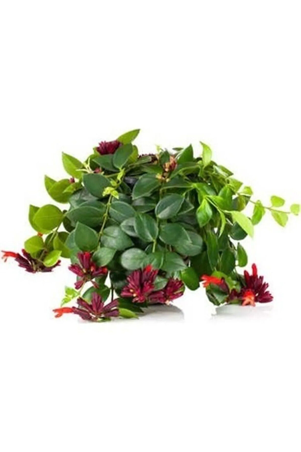 Ruj Çiçeği, Askıda Aeschynanthus Sarmaşığı Sarmaşık