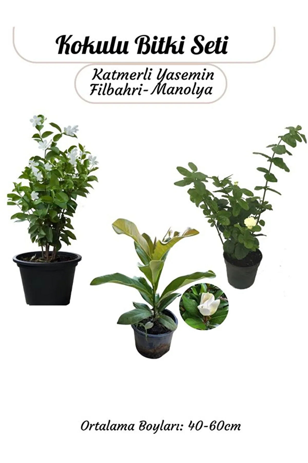 Kampanyalı kokulu Bitki Seti Manolya+ Fiilbahri+ Katmerli Ful Yasemin Çiçeği