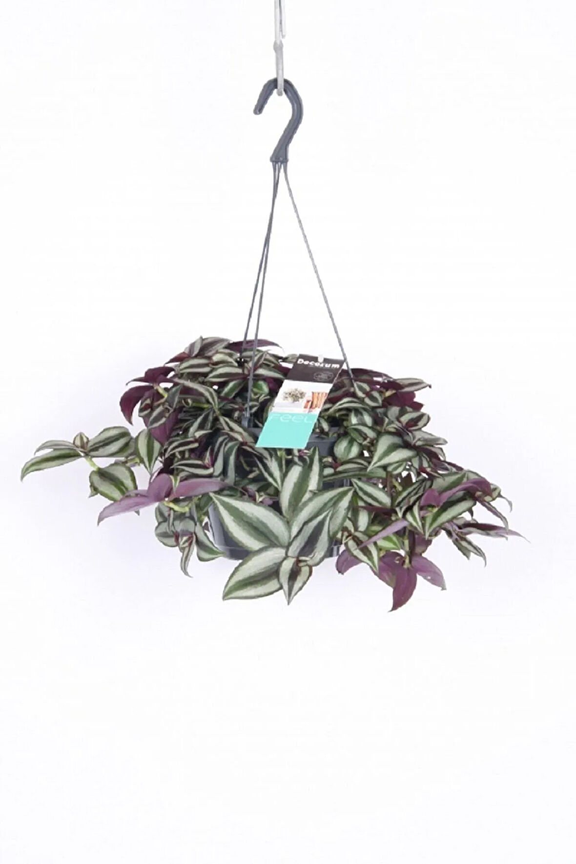 Telgraf Çiçeği Askılı Saksı Tradescantia Zebrina Çiçeği