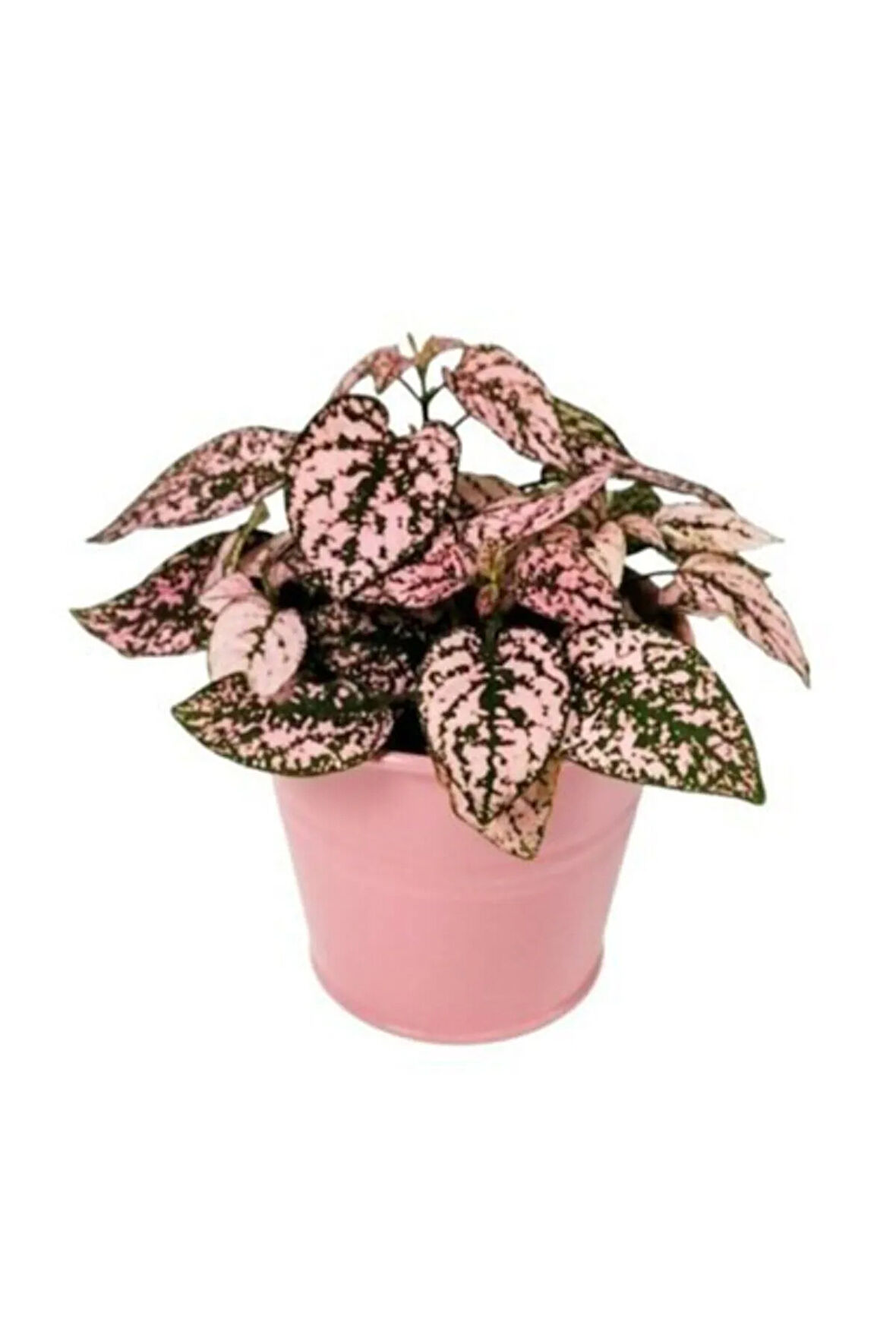 Pembe Hostes Çiçeği