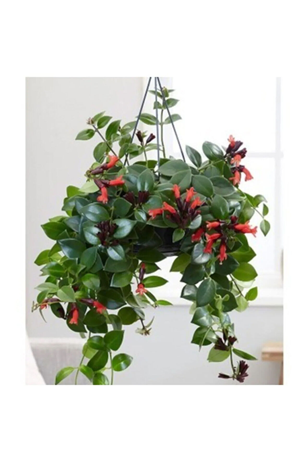 Askılı Saksıda Ruj Çiçeği Aeschynanthus Sarmaşığı