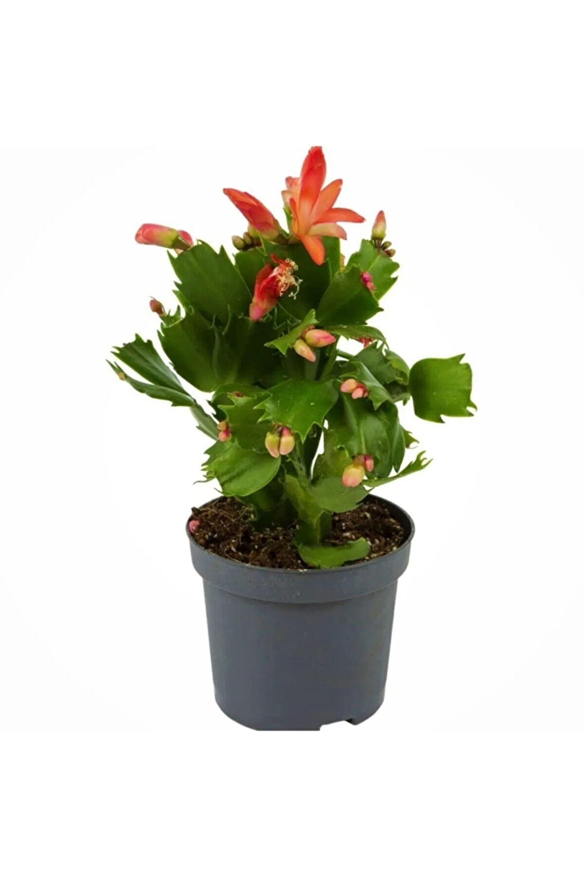 Yılbaşı Çiçeği,yılbaşı Kaktüsü,kırmızı Renk 7 Cm Saksıda.
