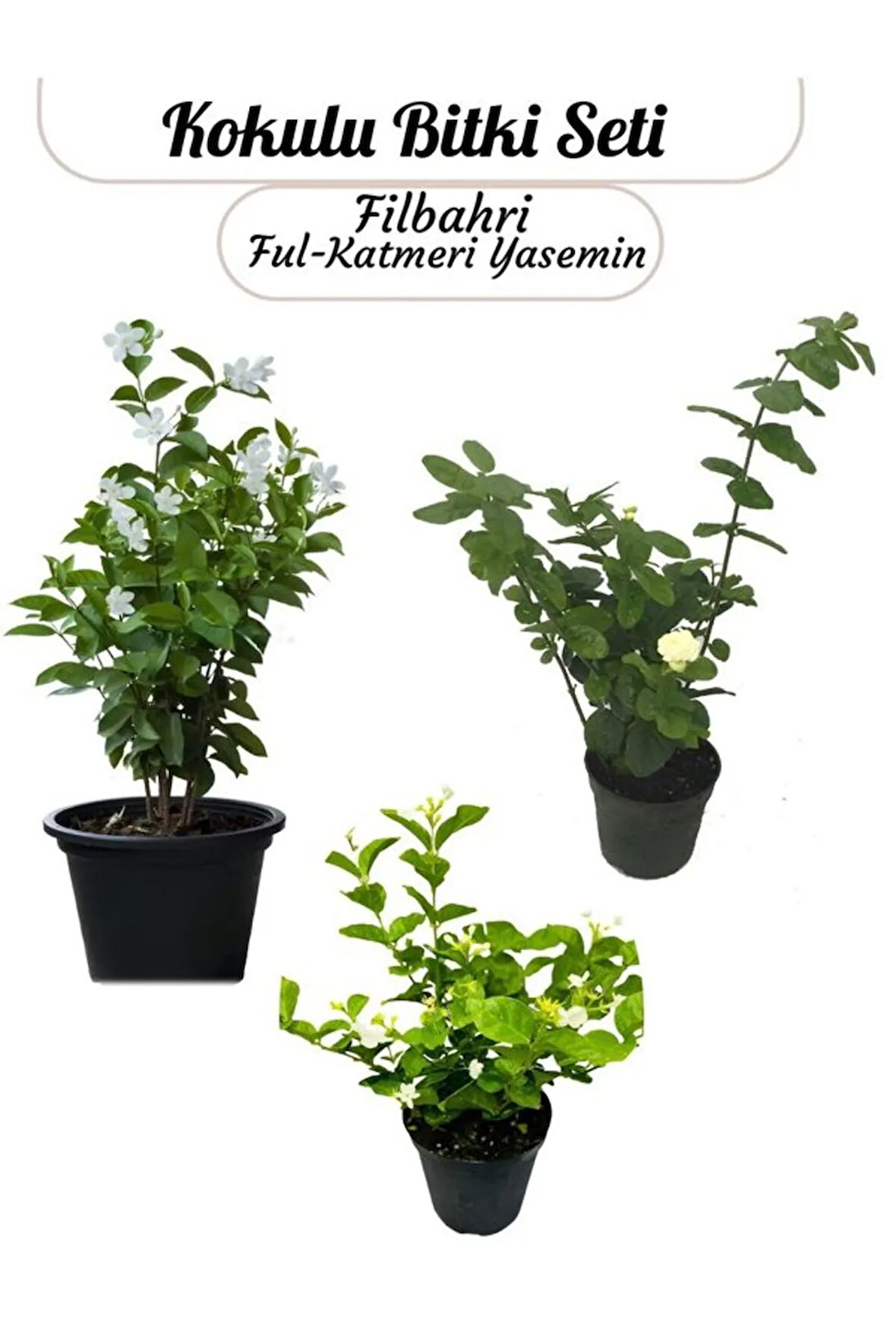 Saksıda 3’lü Doğal Set Kokulu Filbahri –Katmerli Ful– Ful Yasemin Çiçeği Saksılı