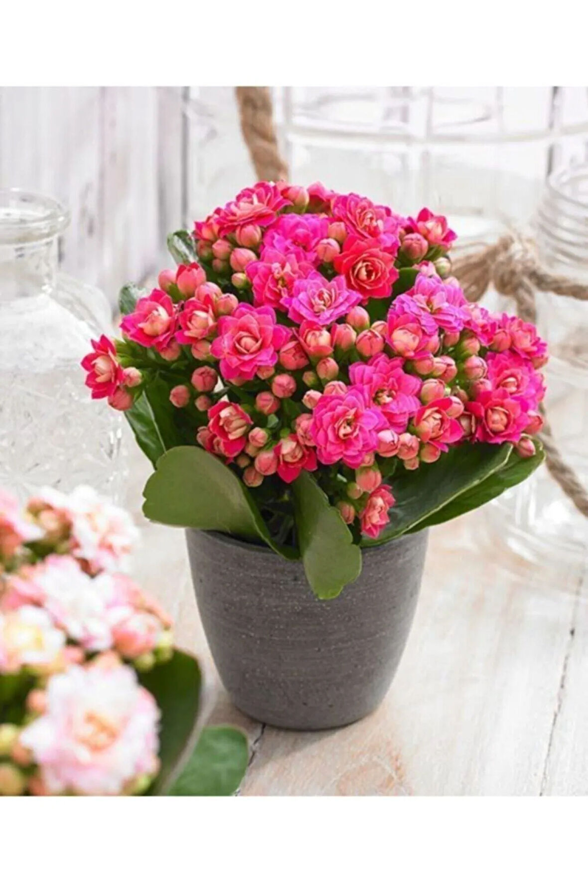 Açık Pembe Canlı Kalanchoe Çiçeği Kalanşo Saksılı Ithal