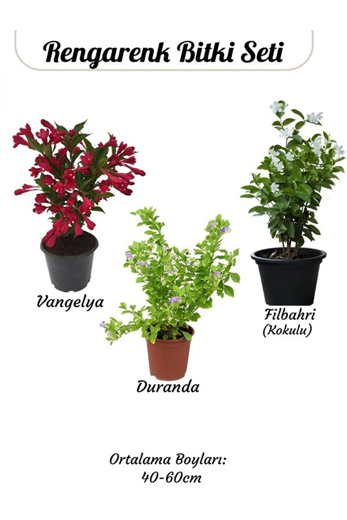 Çiçekli Ürün Kombini – Filbahri, Katmerli Ful ve Duranta-Duranda (Mor Ağaç Menekşesi)