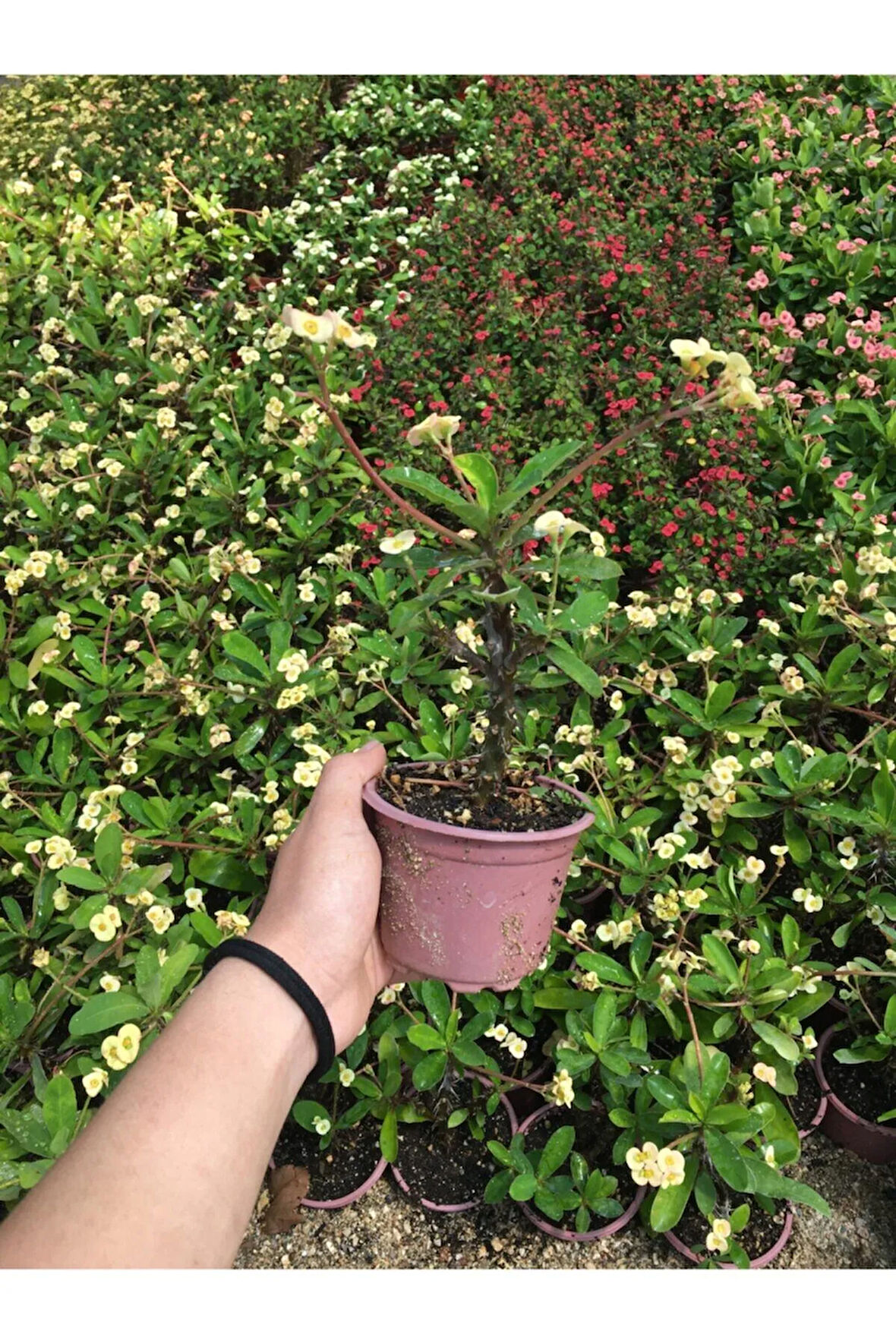 Dikenler Tacı Çiçekli Ithal Hollanda Milli (krem)