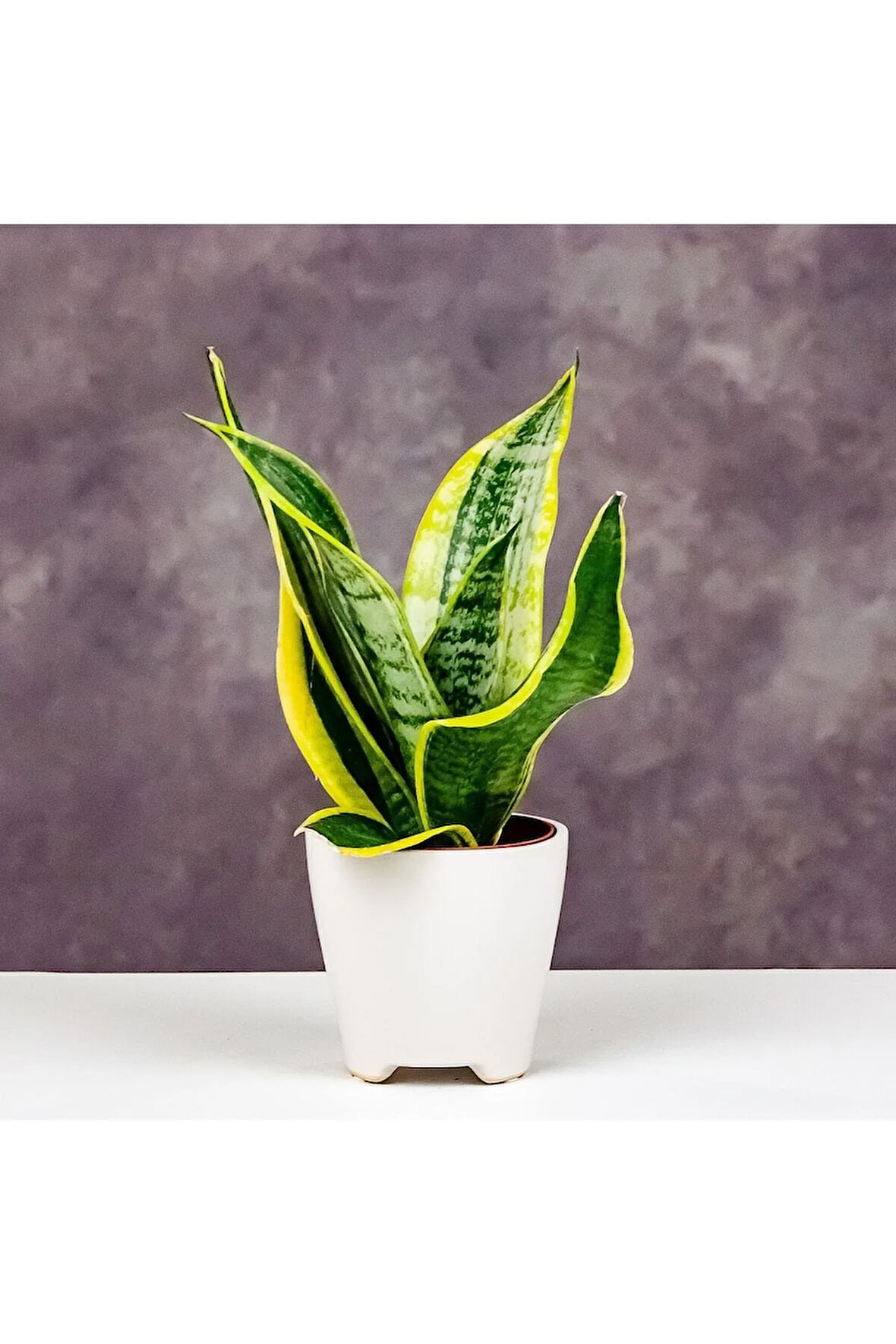 Sansevieria - Paşa Kılıcı - Peygamber Kılıcı Bitkisi 20-30 Cm