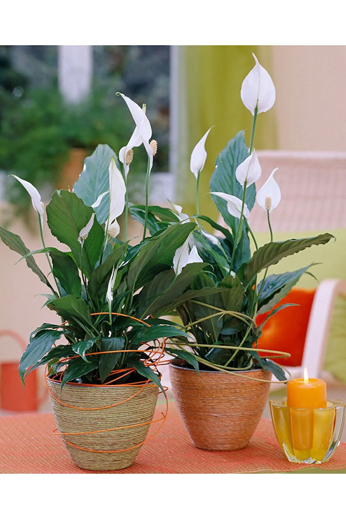 Canlı Saksılı Spatıfılıum (barış Çiçeği)