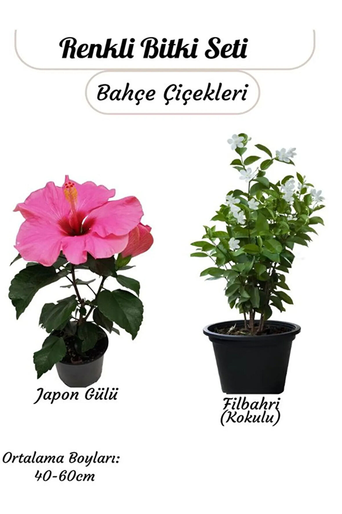 Japon Gülü (Pembe) ve Filbahri – Saksılı, Çiçekli, Bahçeye Uygun 2’li Paket
