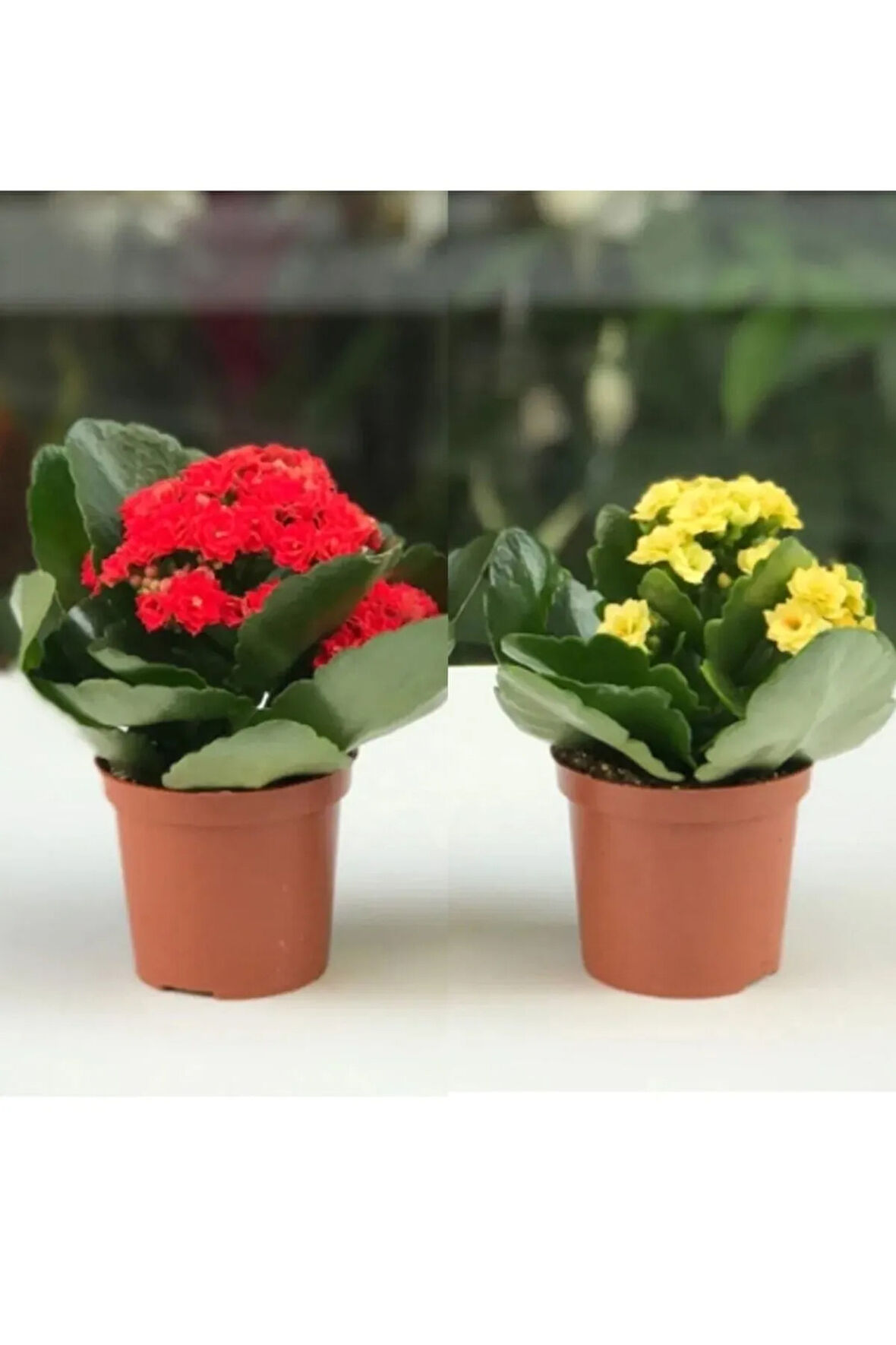Kalanchoe Çiçeği Kalanşo 2li Set Mini Saksılı Sarı Kırmızı