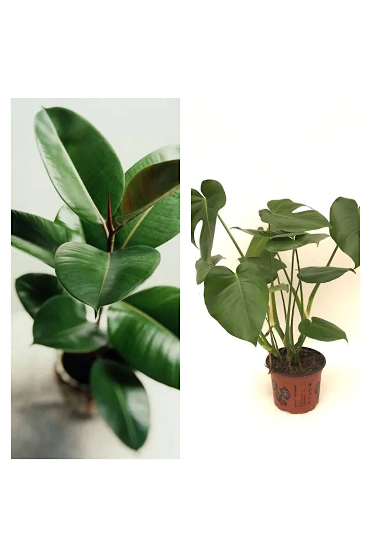 Dolgun Formlu Deve Tabanı 60-65 Cm Kauçuk 60-70 Cm 2'li Set Salon Ofis Bitkileri