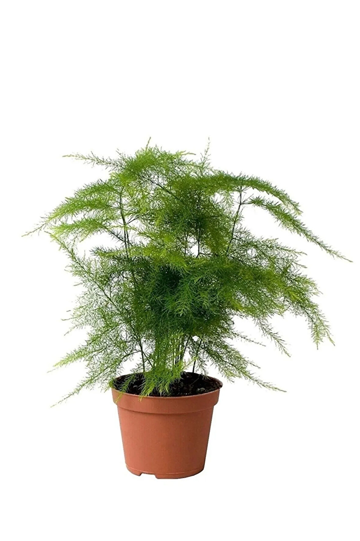 Asparagus Setaceus - Tül Çiçeği - Kuşkonmaz - Ev Ofis Salon Iç Mekan Bitkisi