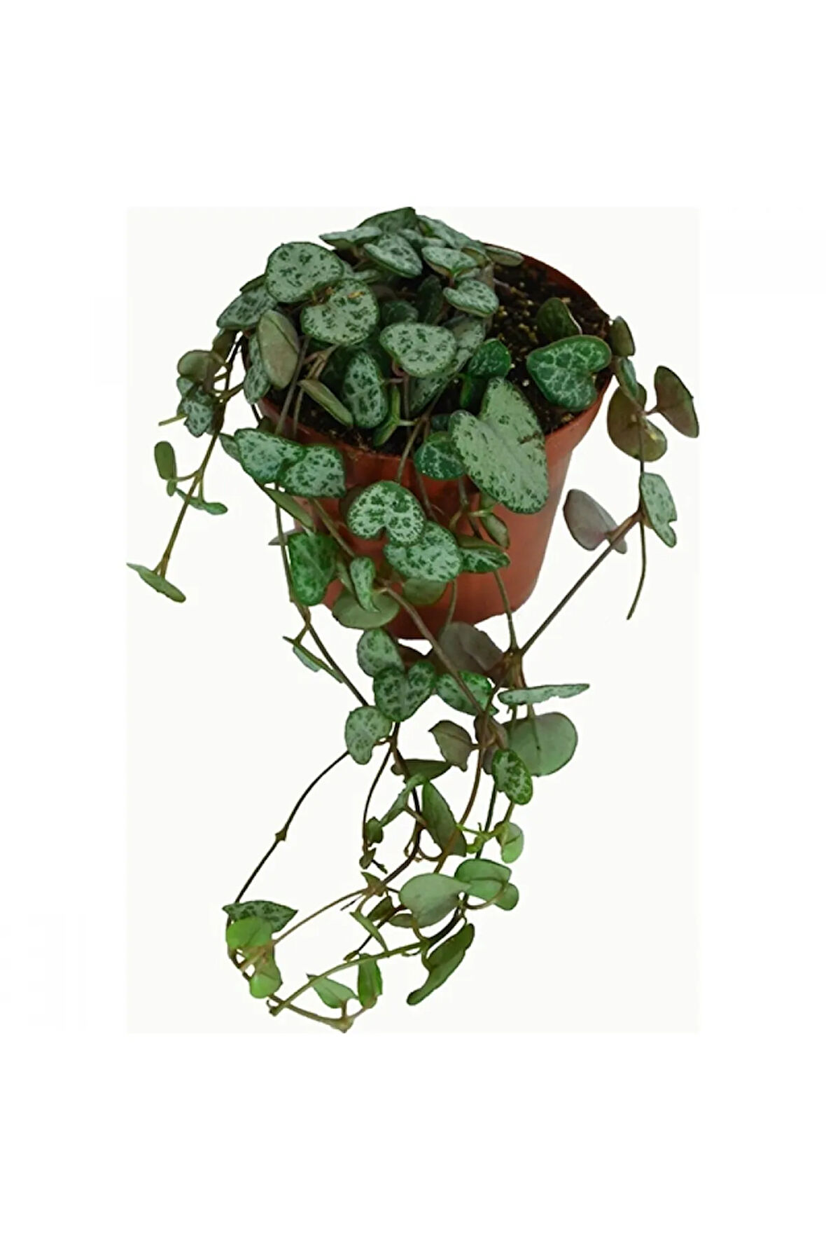 Ithal Ceropegia Woodii Ithal Kalp Kalbe Karşı Çiçeği