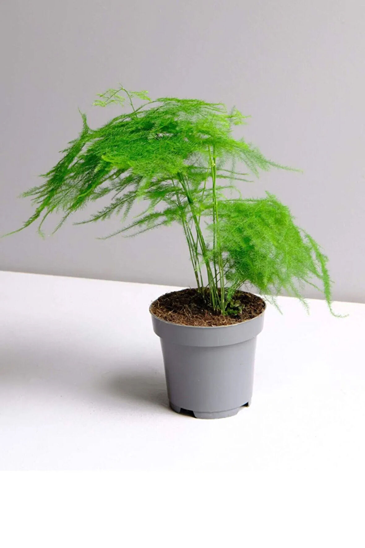 Asparagus Setaceus Kuşkonmaz Mini Ev Ofis Salon Iç Mekan Bitkisi 10-15cm