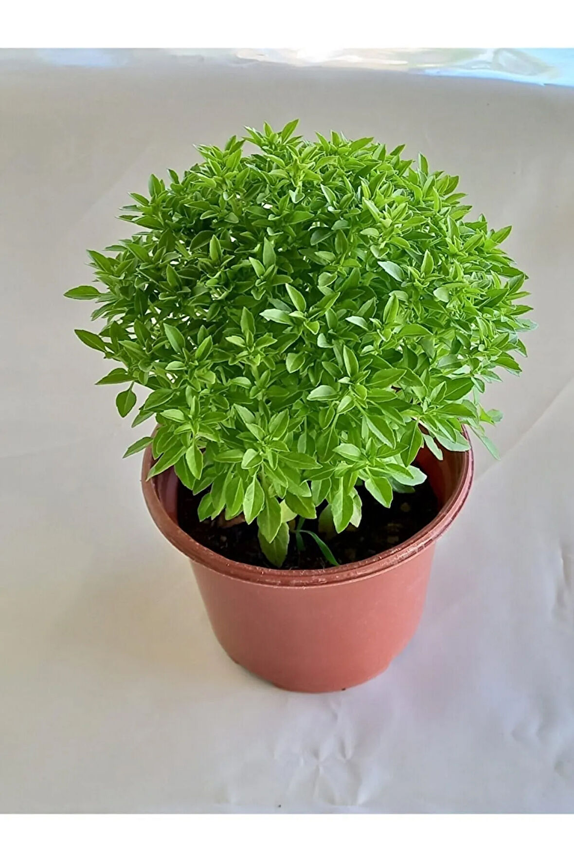 Serada Decor&plant Saksıda Kokulu Canlı Fesleğen