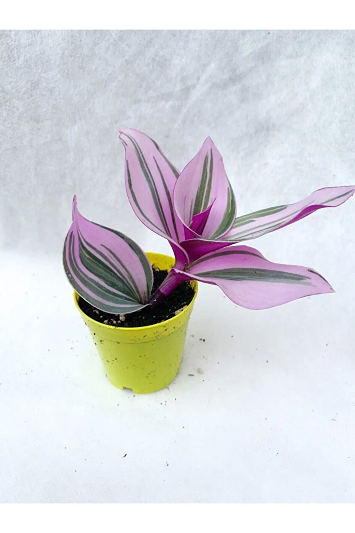Serada Decor&plant Pembe Telgraf Çiçeği Tradescantia Nanouk 5.5 Cm Saksı