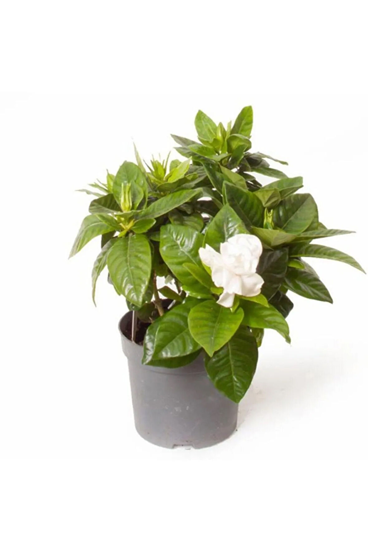 Gardenya Jasminoides Kokulu Gardenya Ev Ve Ofis Bitkisi 30 Cm 1.kalite