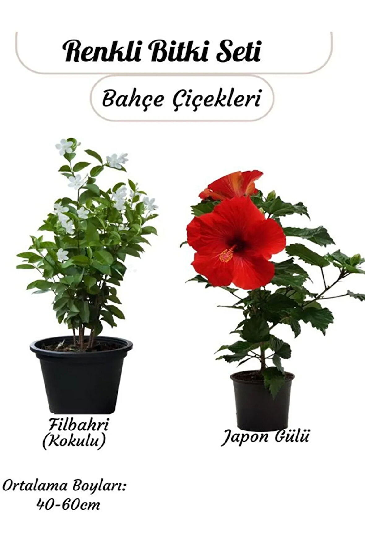 Saksılı 2’li Çiçek Seti – Kırmızı Japon Gülü & Filbahri (30-50cm Boy Aralığı)