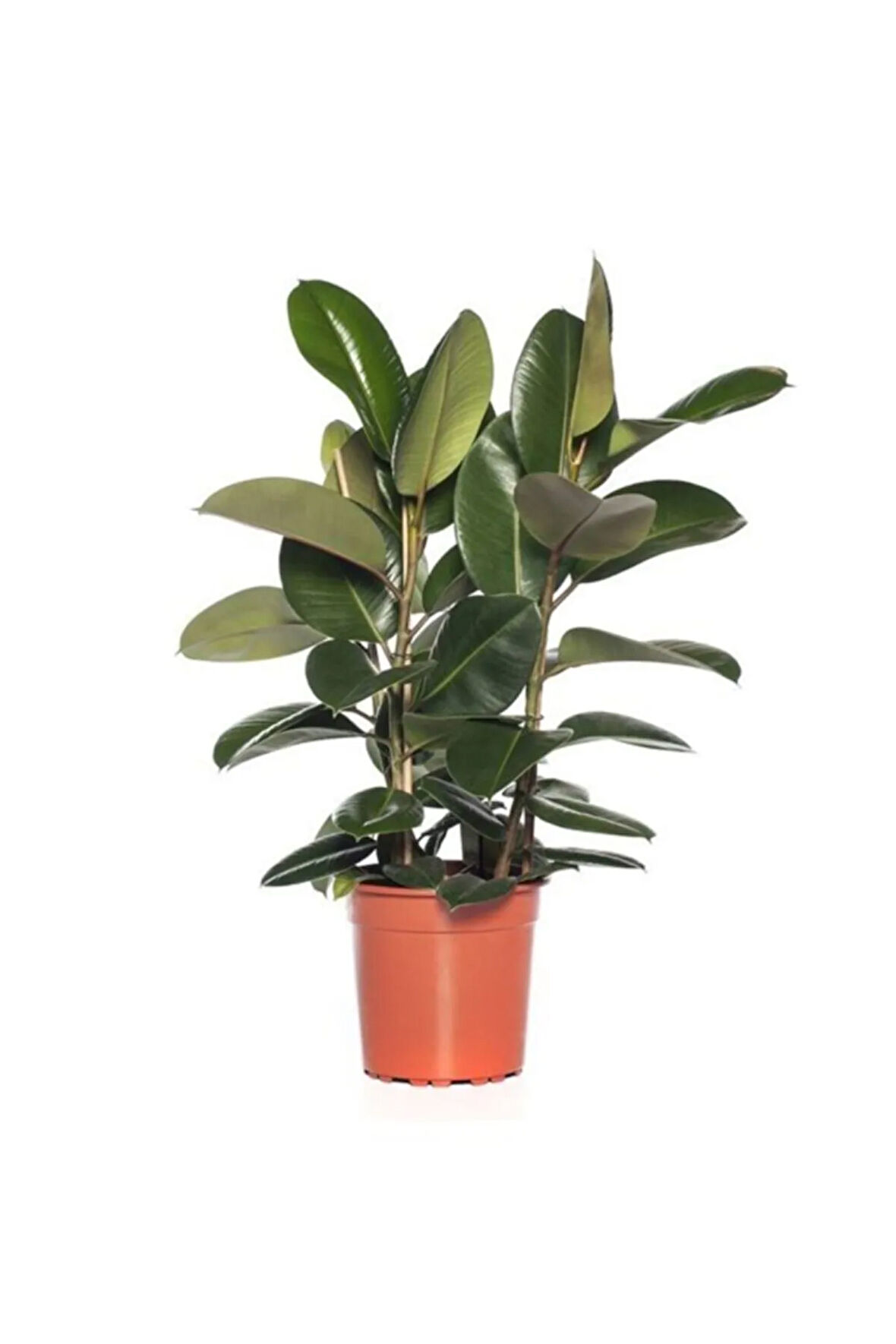 Kauçuk 2 Li - Ev Ofis Çiçeği